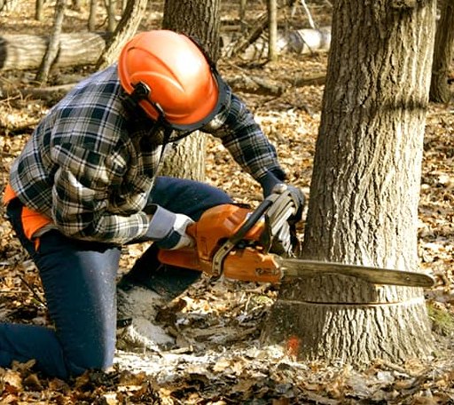 Tree Removal in Sinai, SD